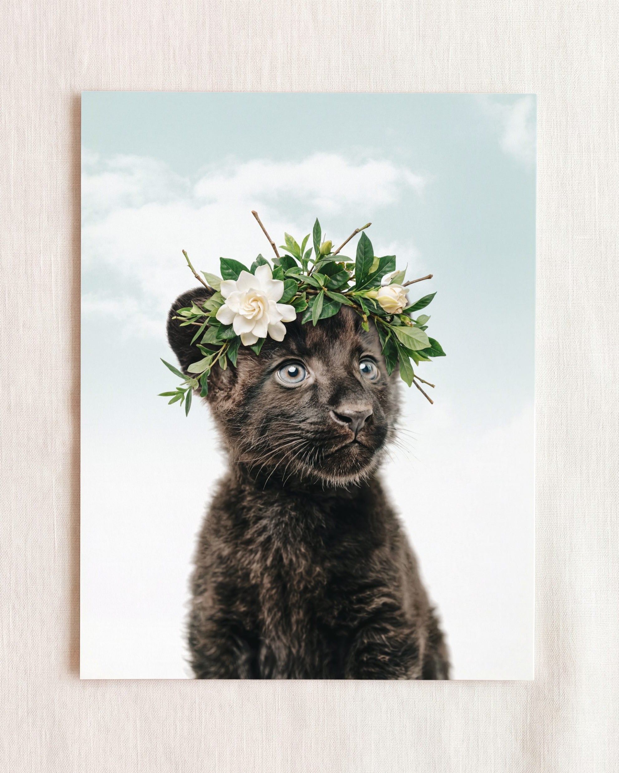 Baby Panther