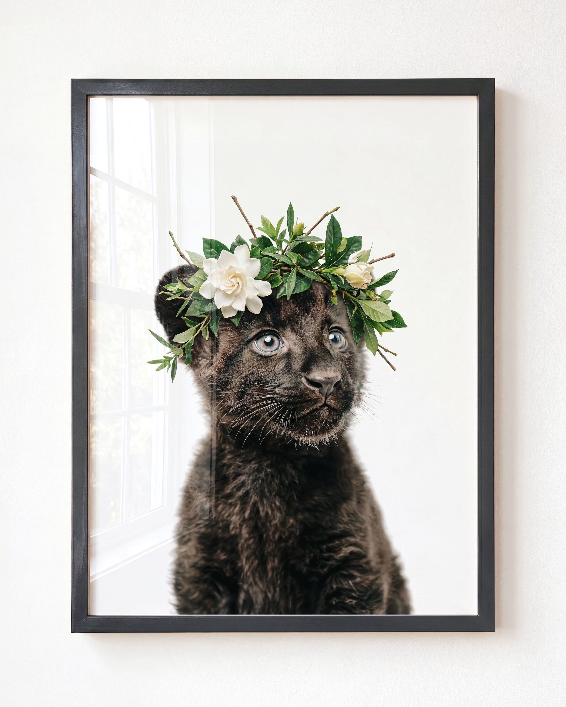 Baby Panther