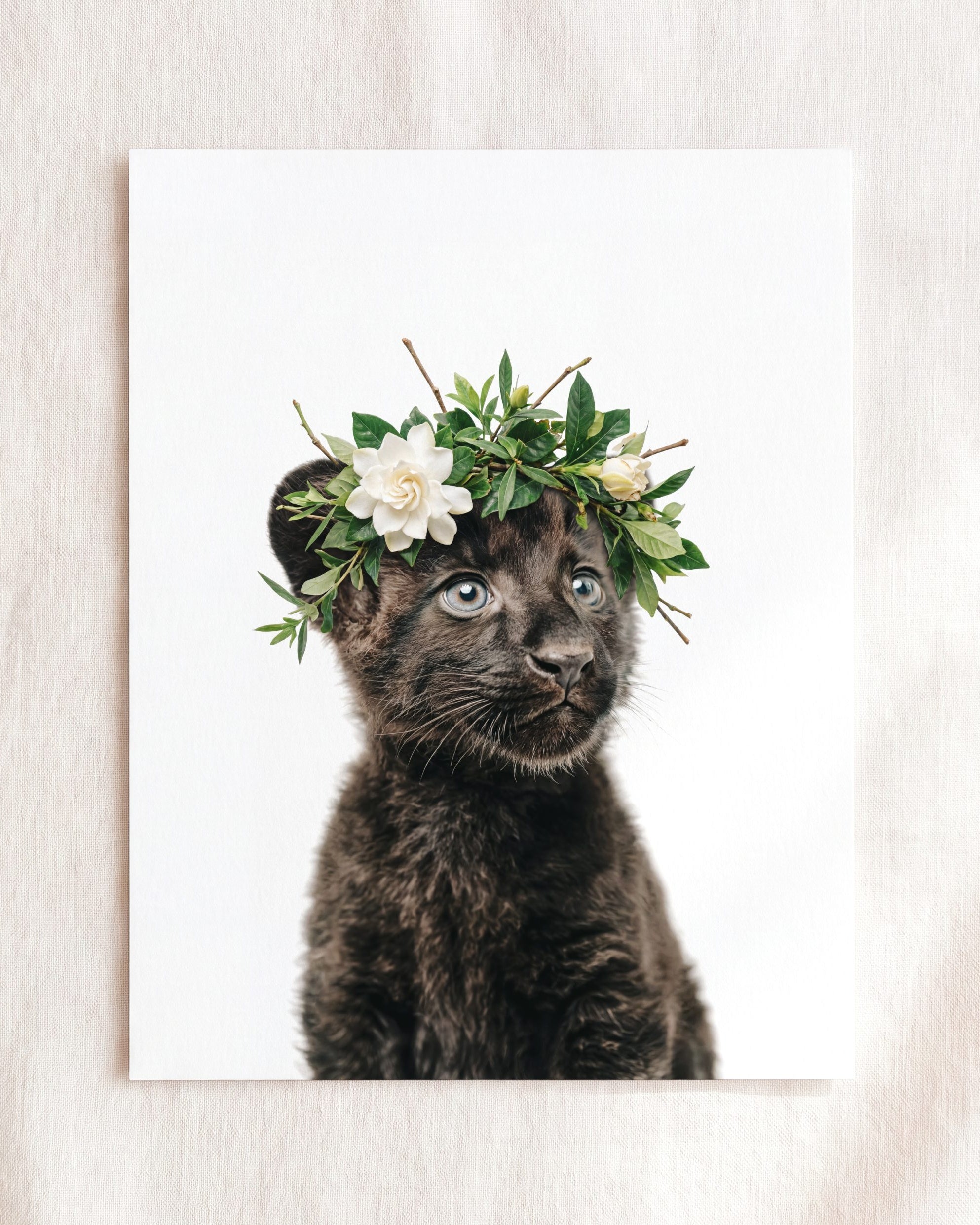 Baby Panther