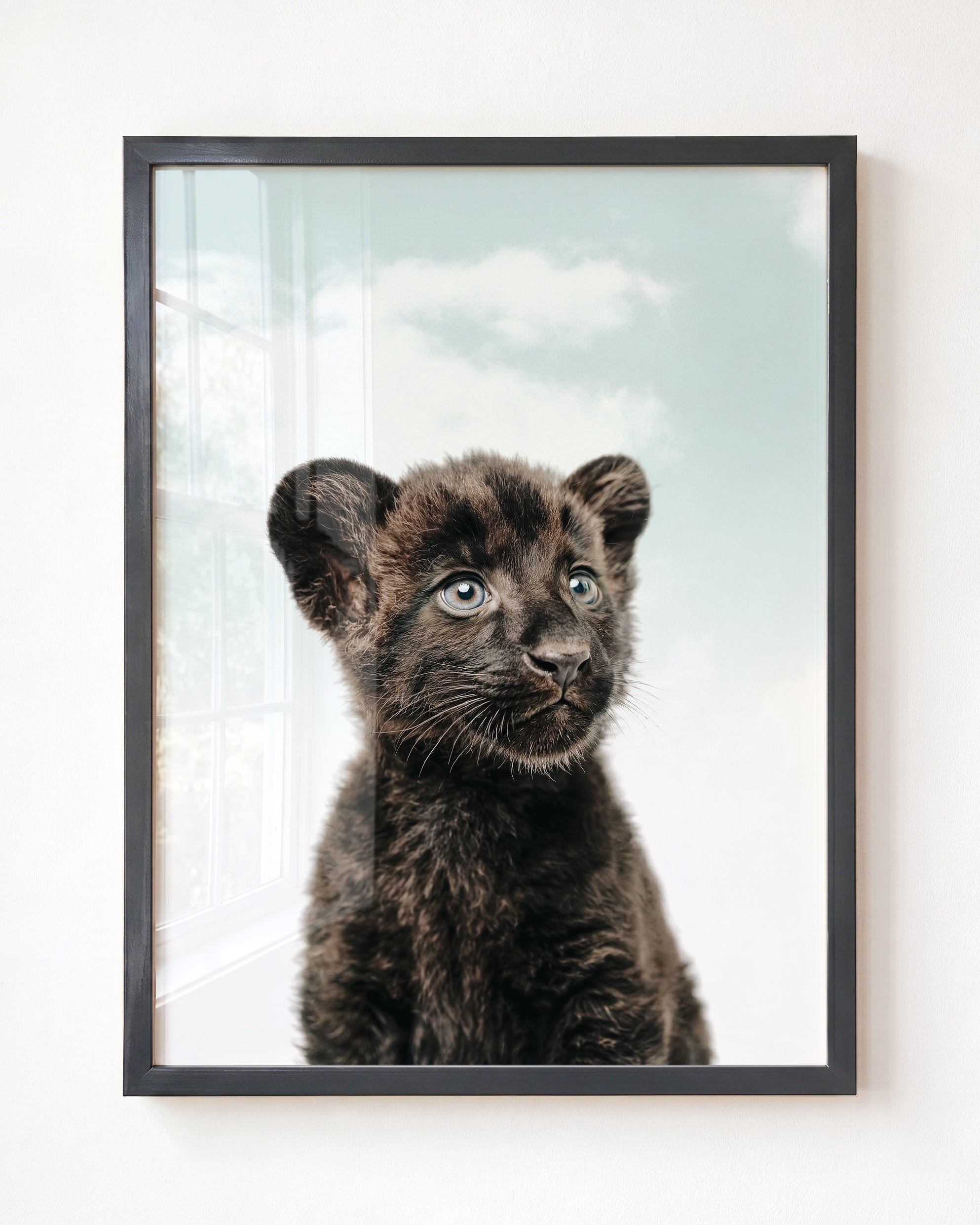 Baby Panther