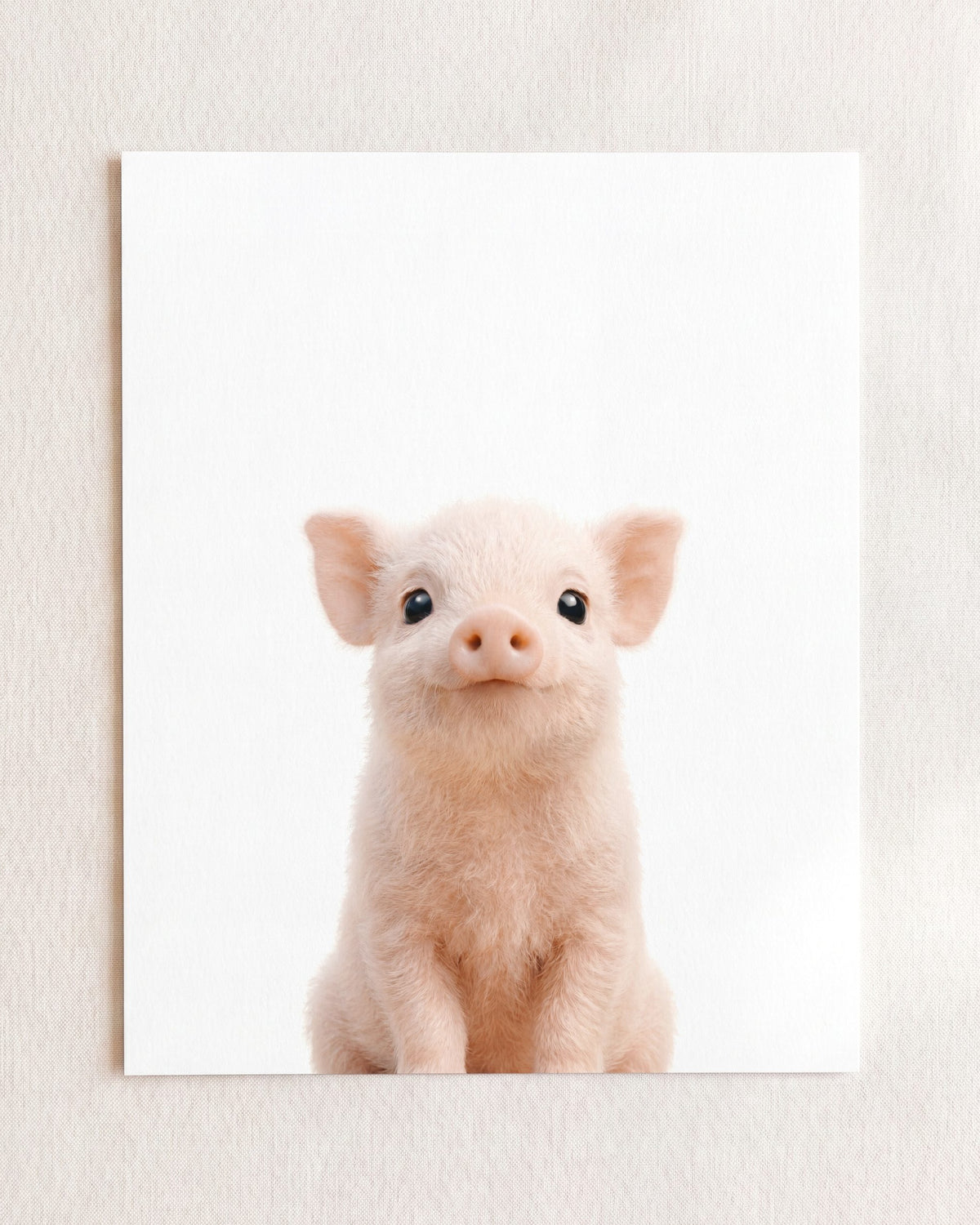 Baby Pig
