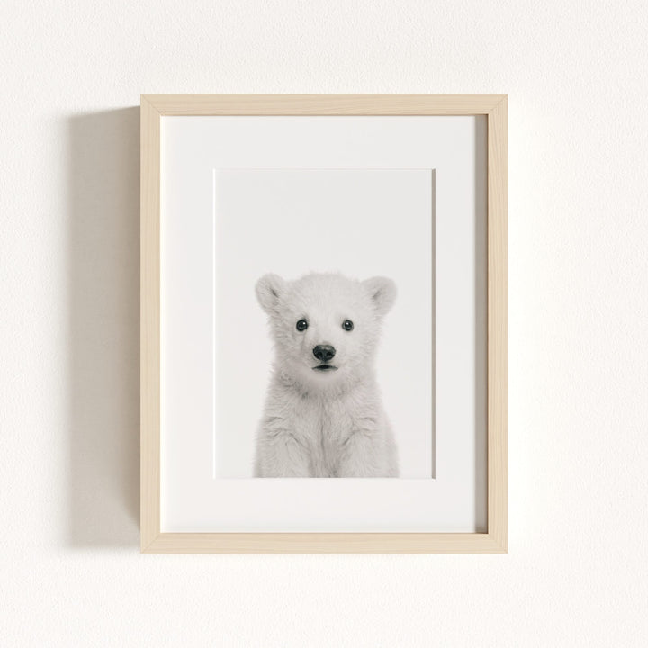 Baby Polar Bear