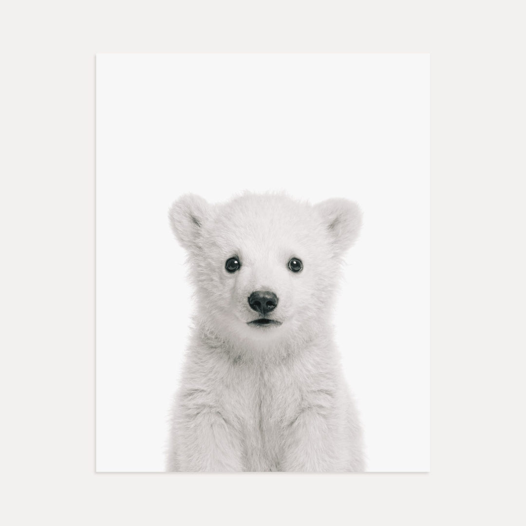 Baby Polar Bear