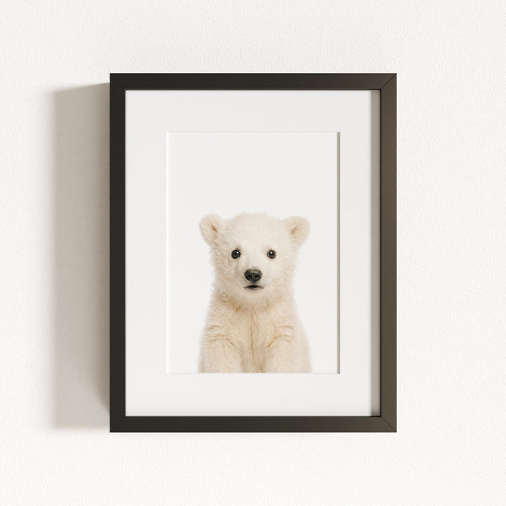 Baby Polar Bear
