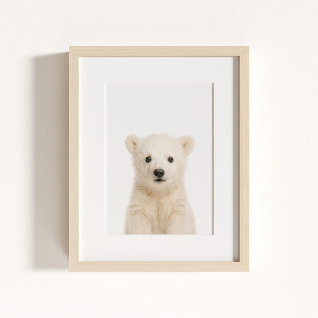 Baby Polar Bear