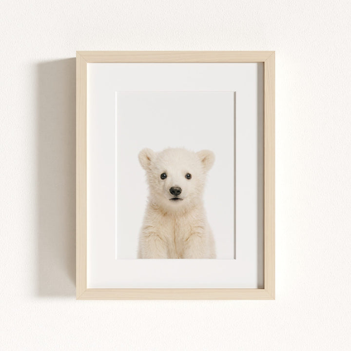 Baby Polar Bear