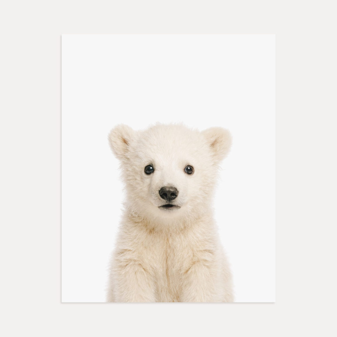 Baby Polar Bear
