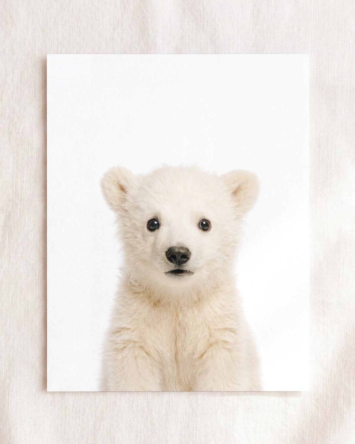 Baby Polar Bear