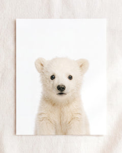 Baby Polar Bear