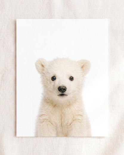 Baby Polar Bear