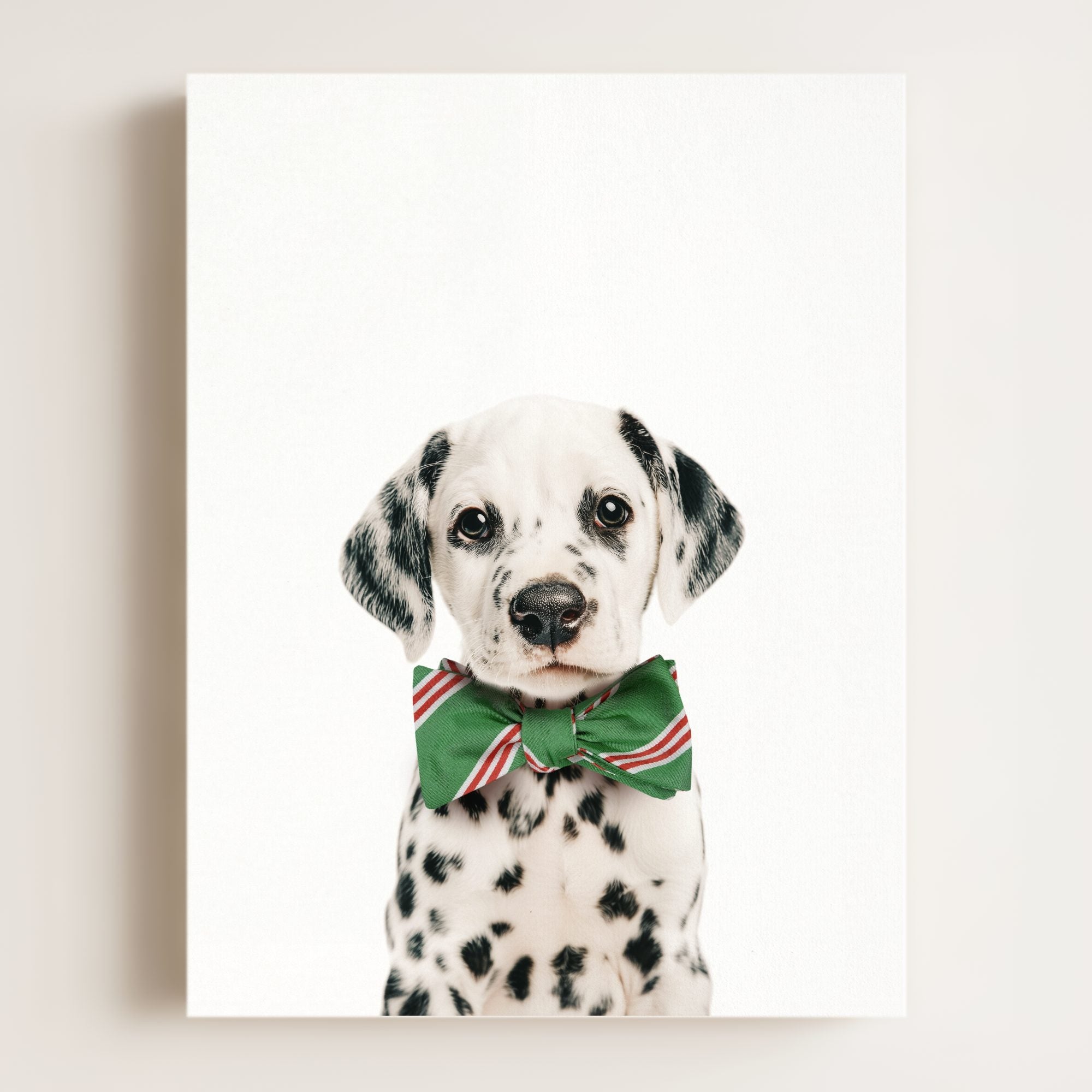 Baby Puppy Dalmatian