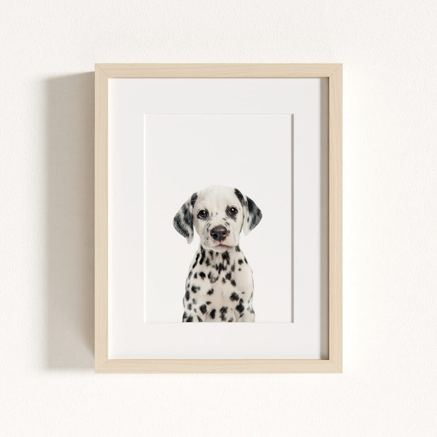 Baby Puppy Dalmatian