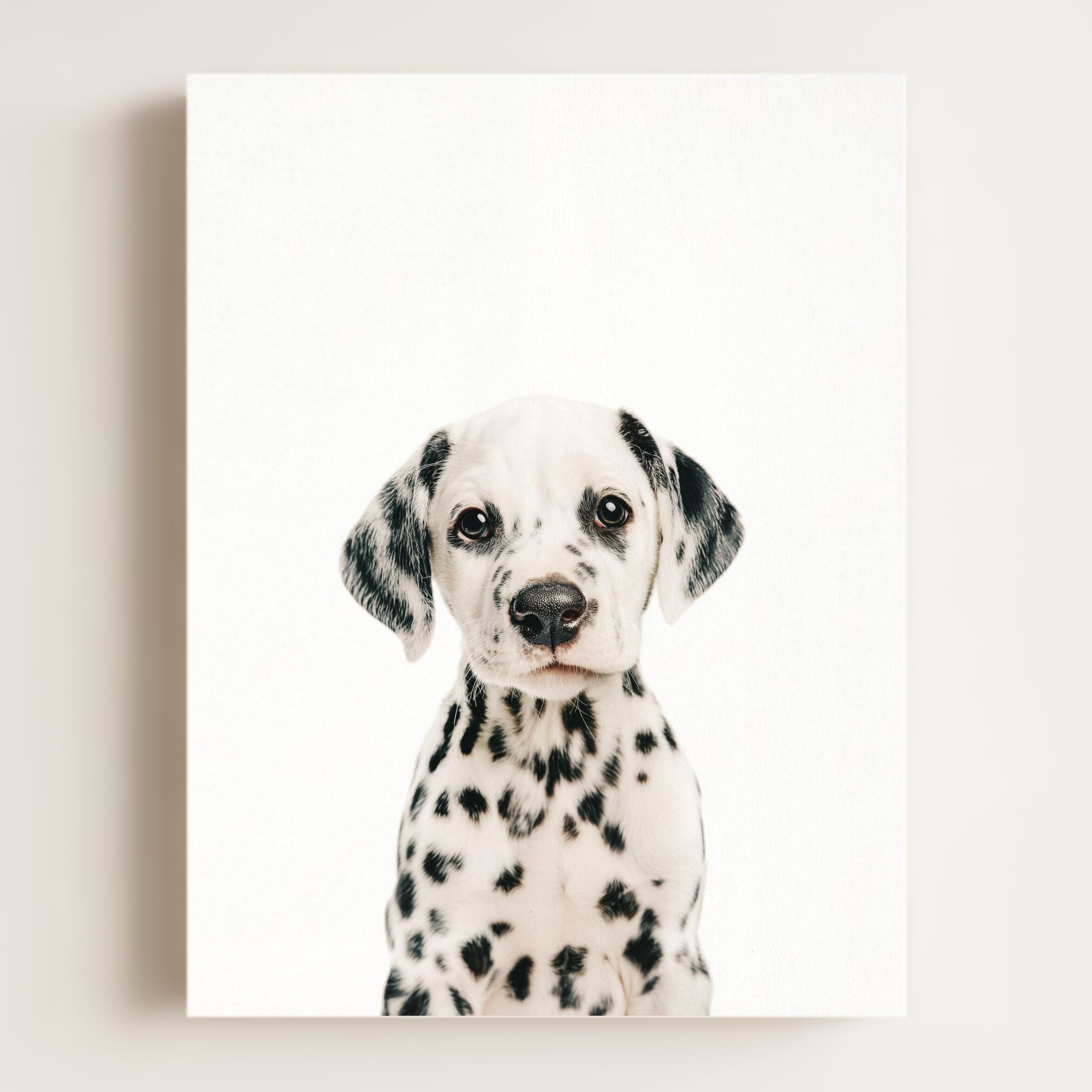Baby Puppy Dalmatian