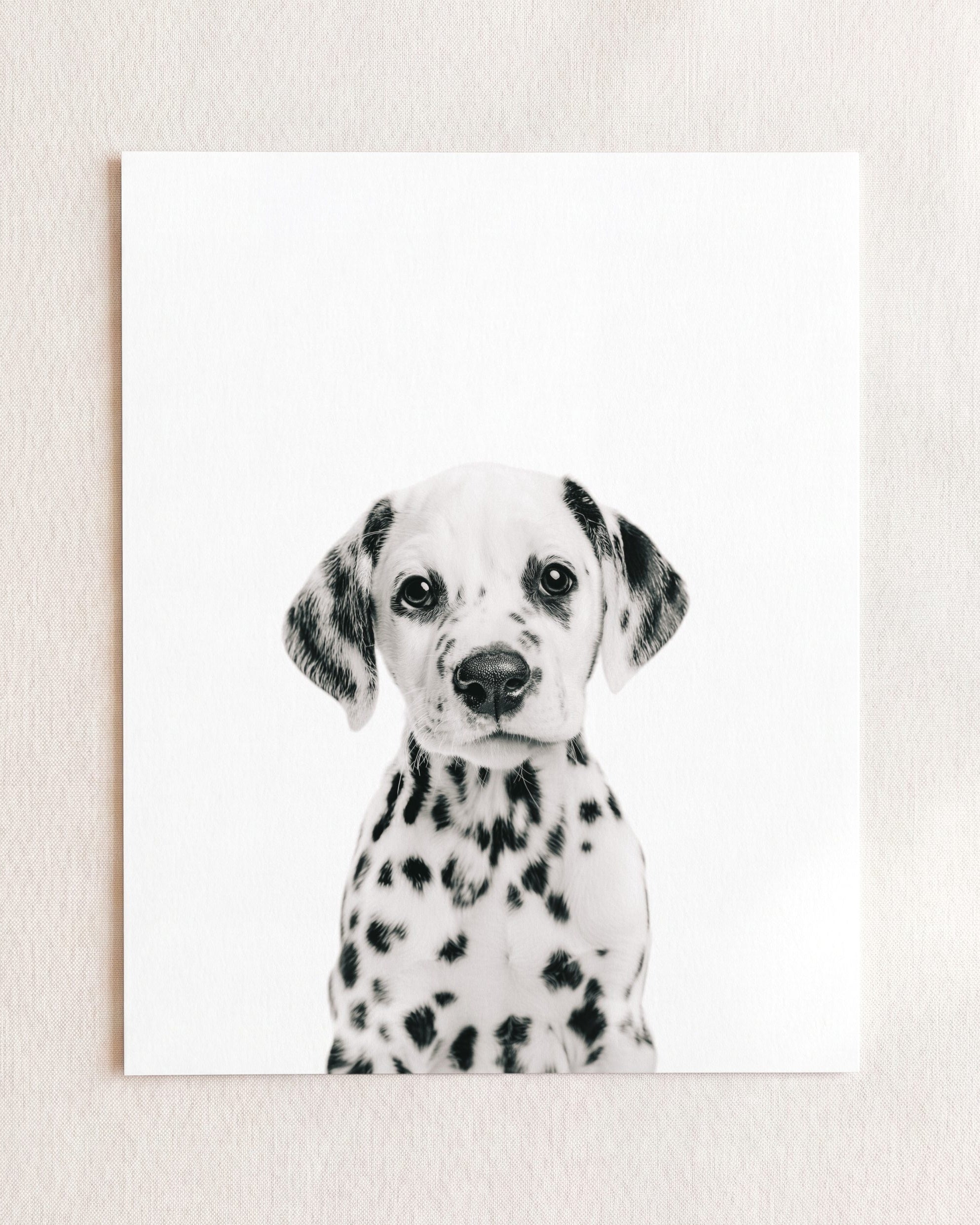 Baby Puppy Dalmatian