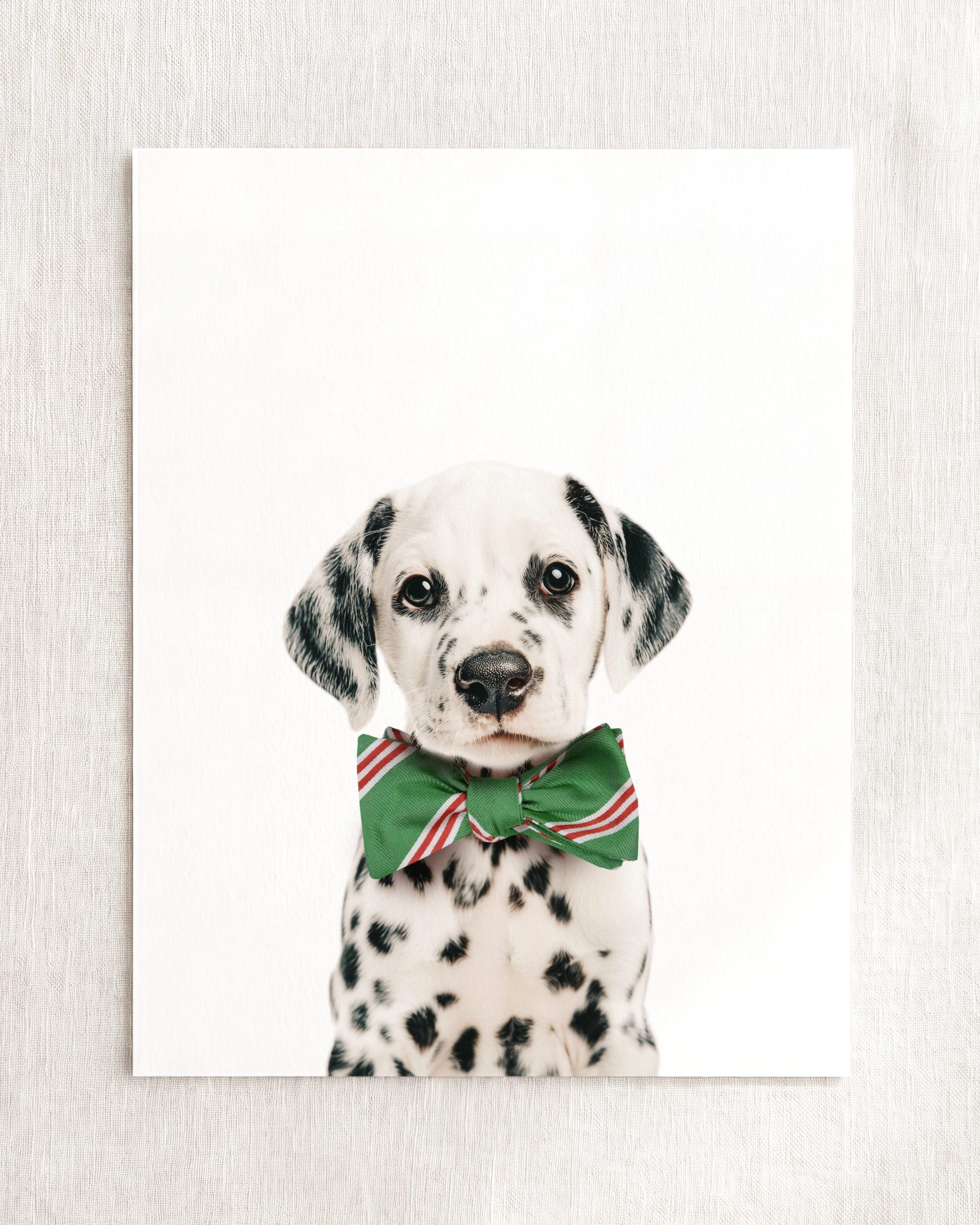 Baby Puppy Dalmatian