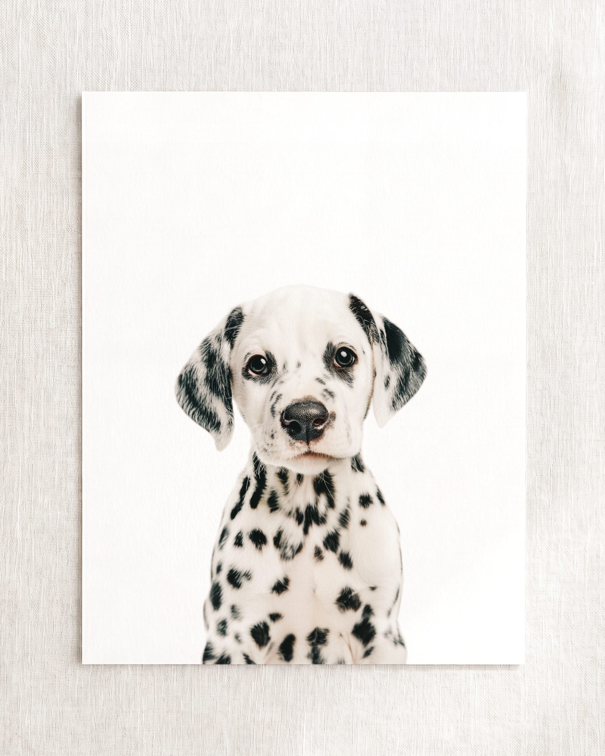 Baby Puppy Dalmatian - Classic · 5x7 · Fine Art Print (Unframed