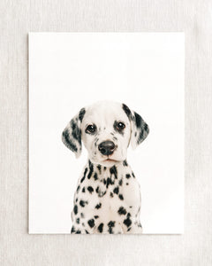 Baby Puppy Dalmatian