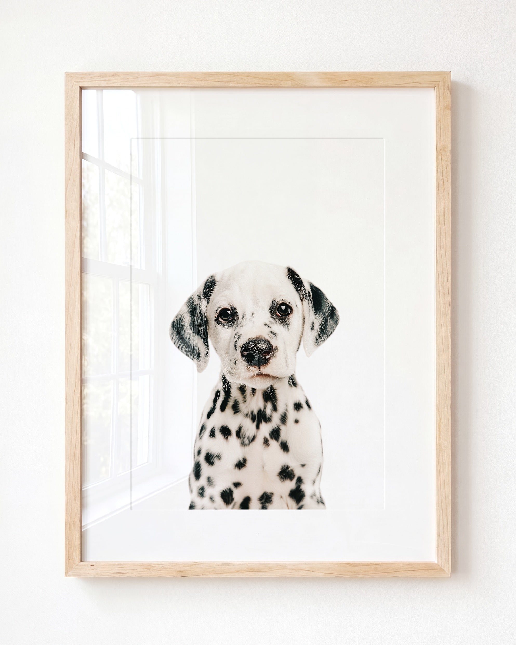Baby Puppy Dalmatian