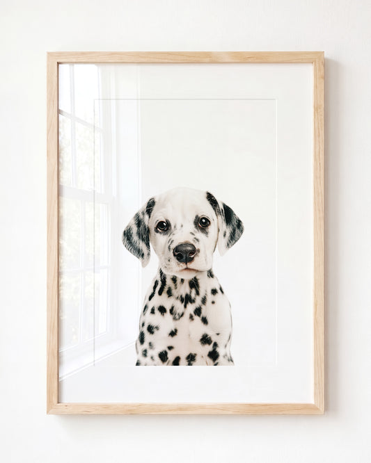 Baby Puppy Dalmatian — Framed Art
