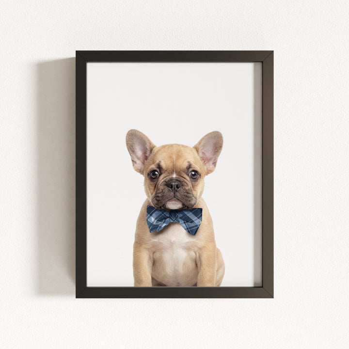 Baby Puppy French Bulldog