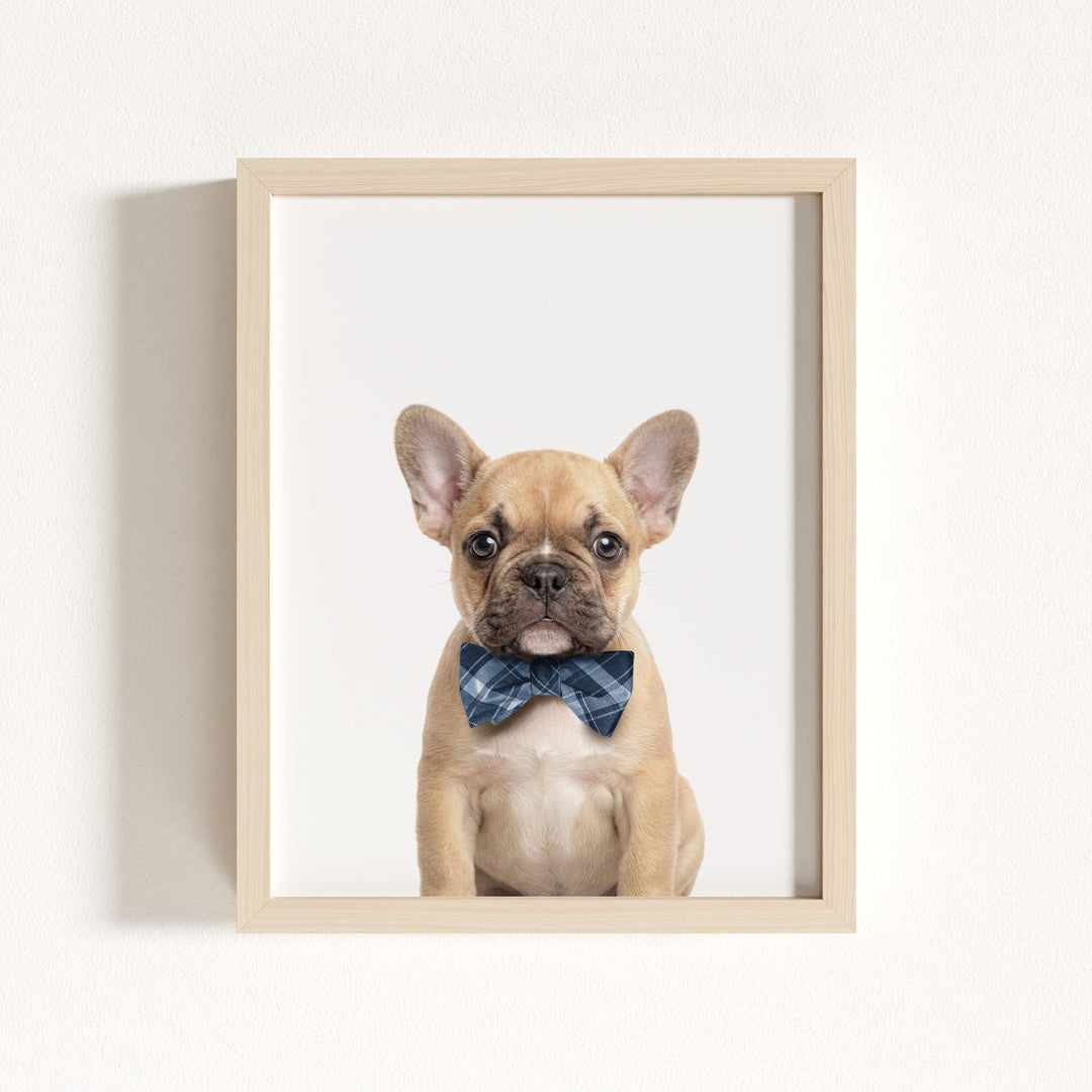 Baby Puppy French Bulldog