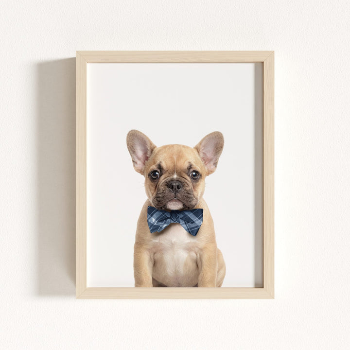 Baby Puppy French Bulldog