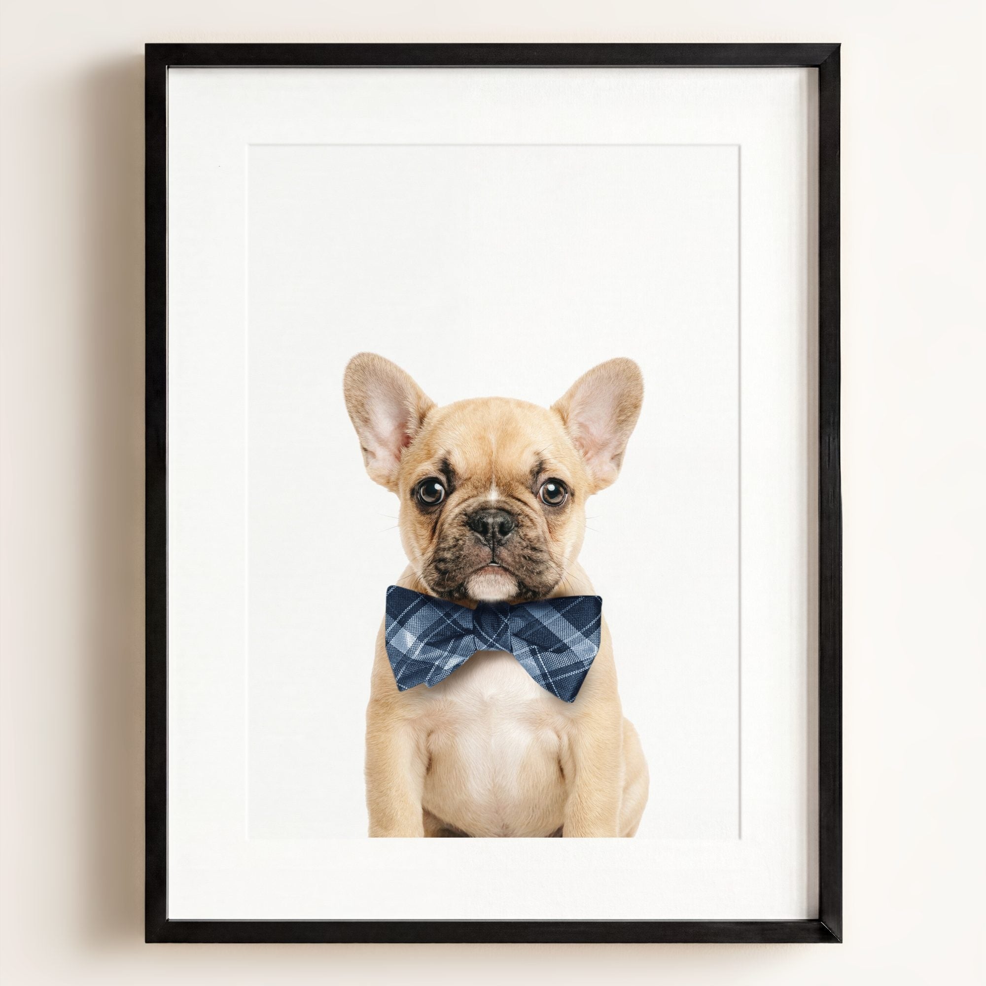 Baby Puppy French Bulldog