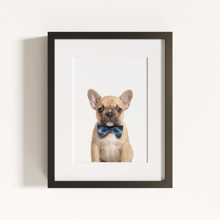 Baby Puppy French Bulldog