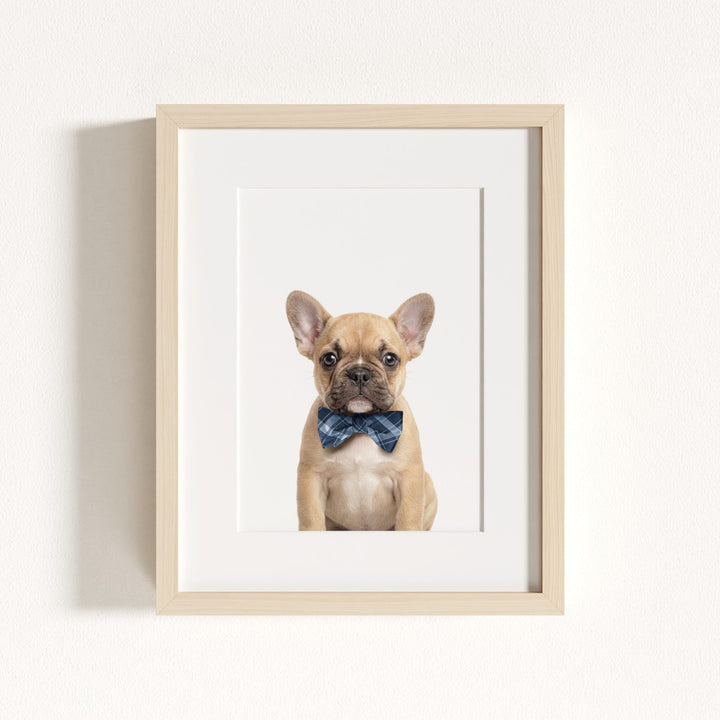 Baby Puppy French Bulldog