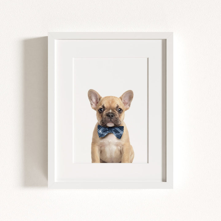 Baby Puppy French Bulldog