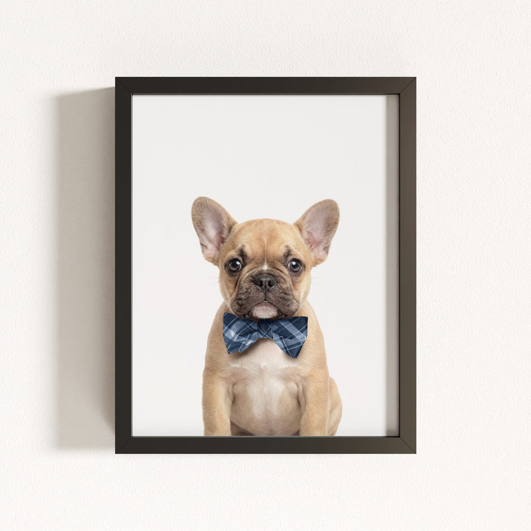 Baby Puppy French Bulldog