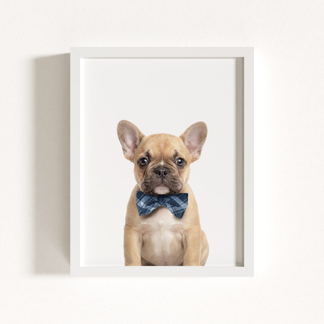 Baby Puppy French Bulldog