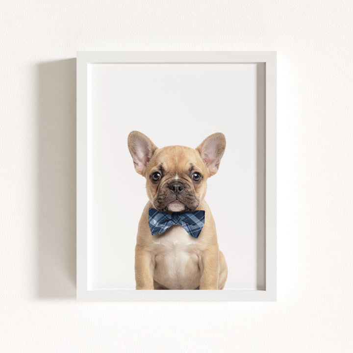 Baby Puppy French Bulldog