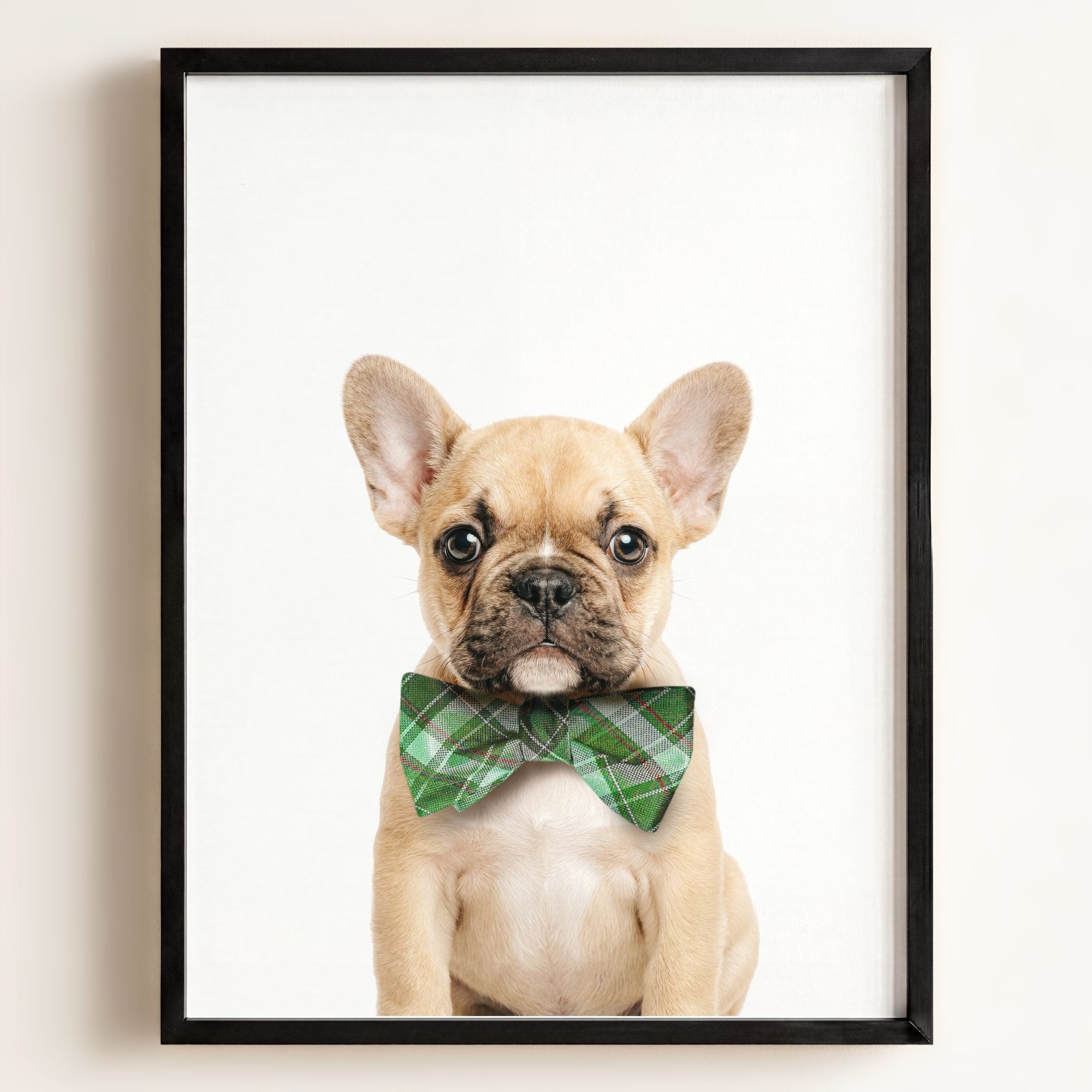 Baby Puppy French Bulldog