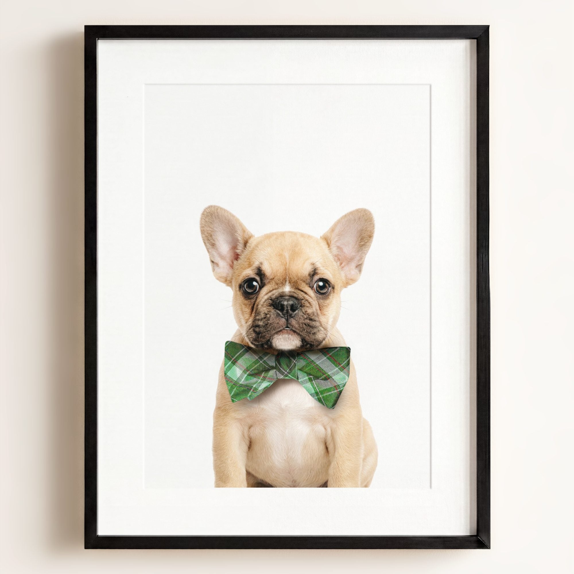 Baby Puppy French Bulldog