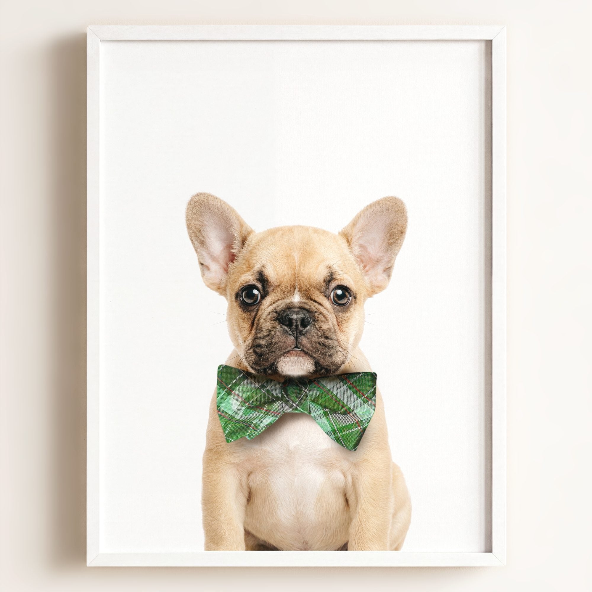 Baby Puppy French Bulldog