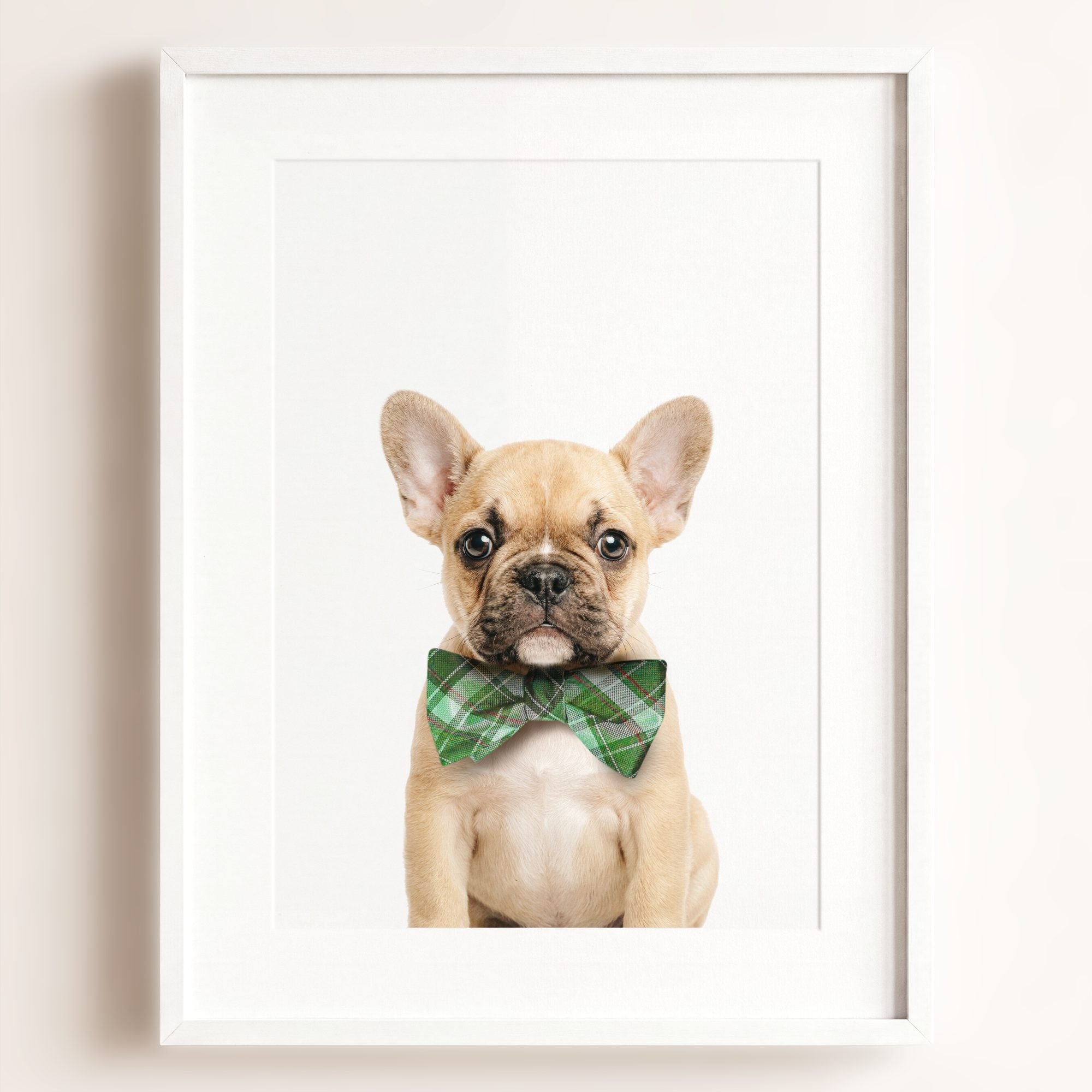 Baby Puppy French Bulldog