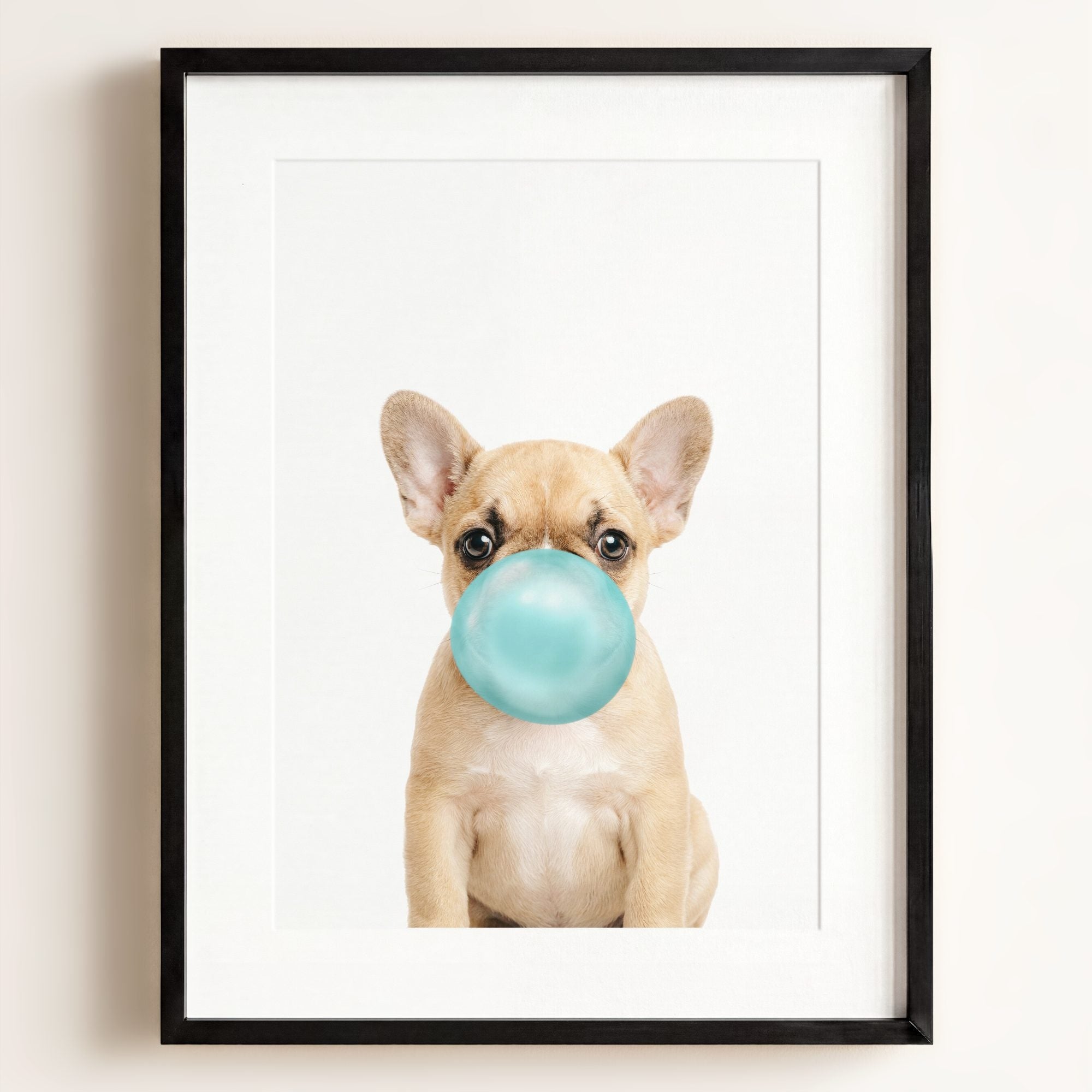 Baby Puppy French Bulldog