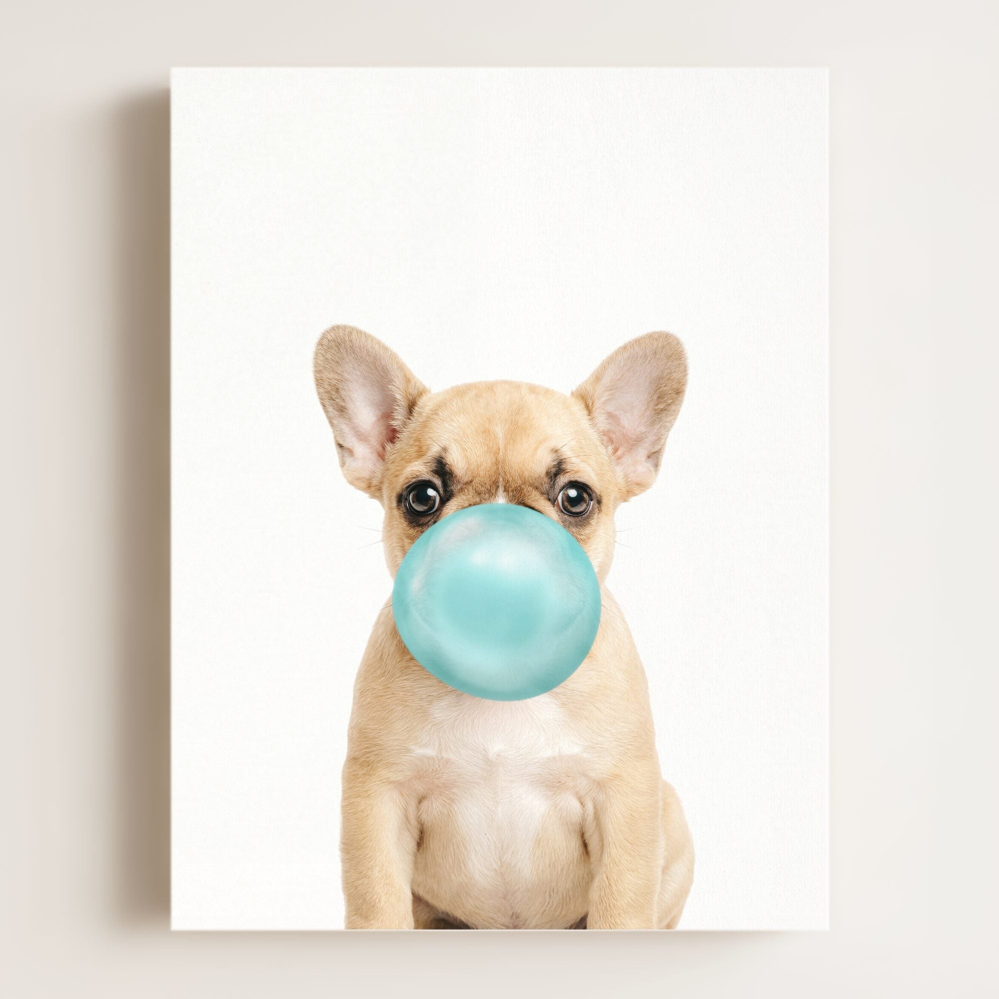 Baby Puppy French Bulldog