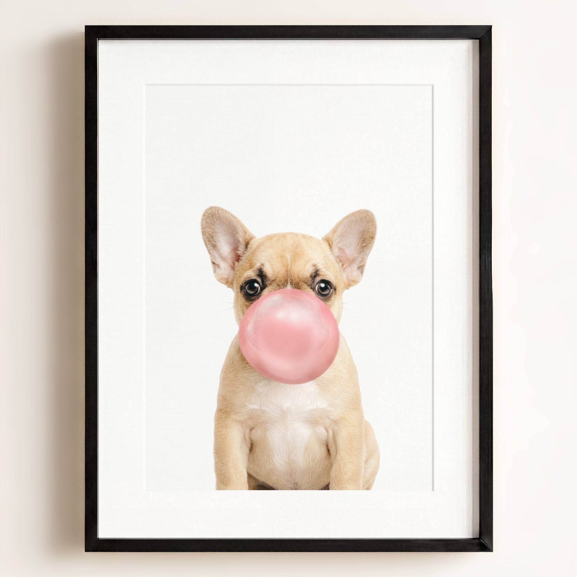 Baby Puppy French Bulldog