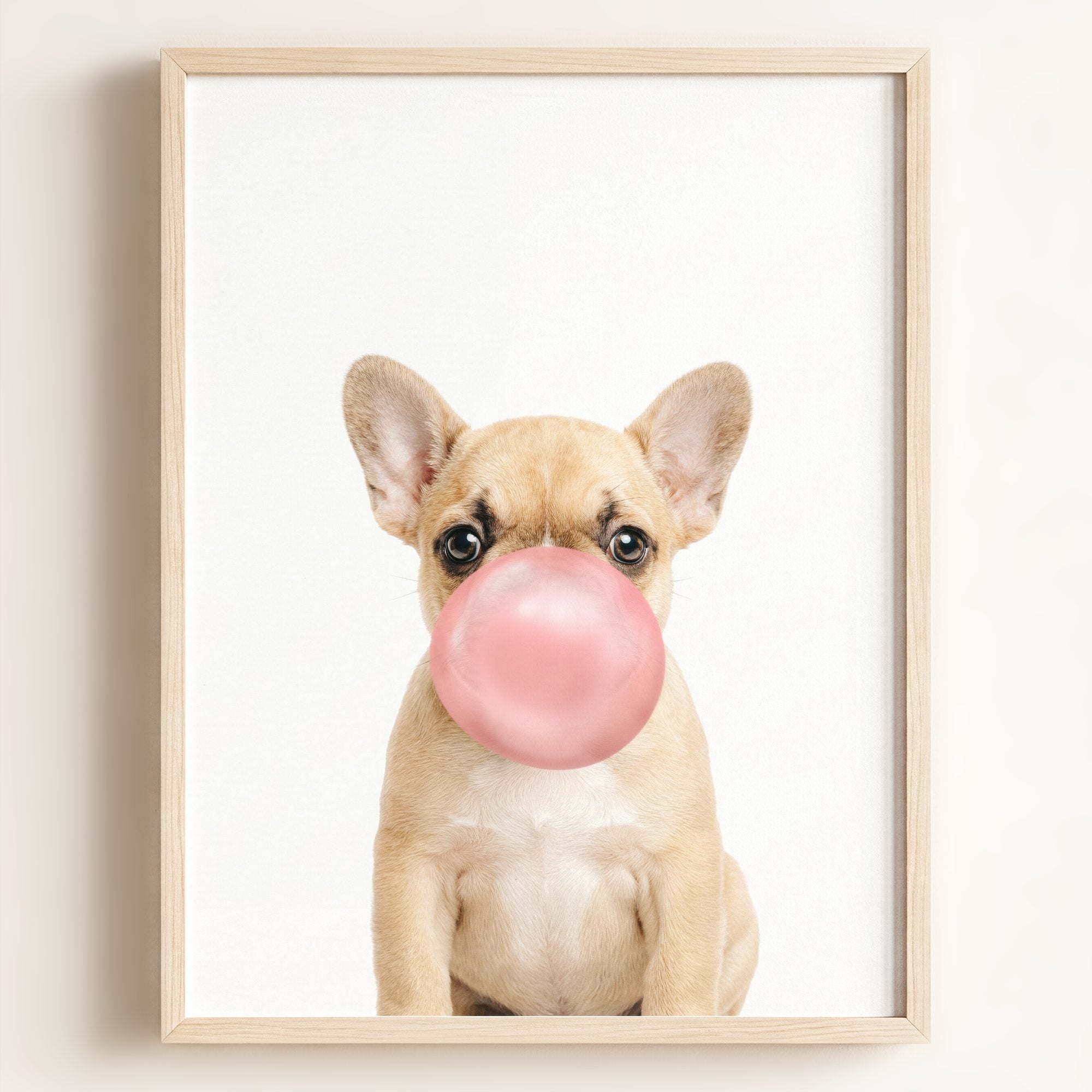 Baby Puppy French Bulldog