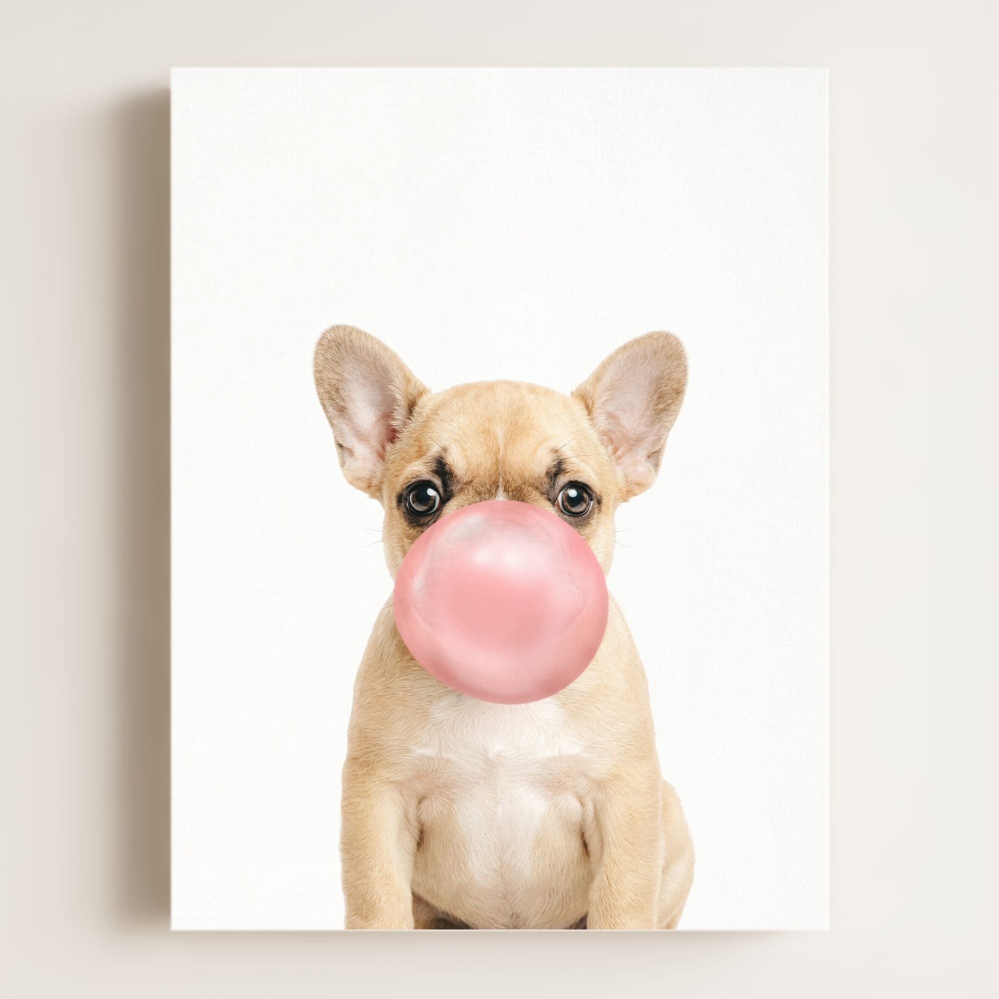 Baby Puppy French Bulldog