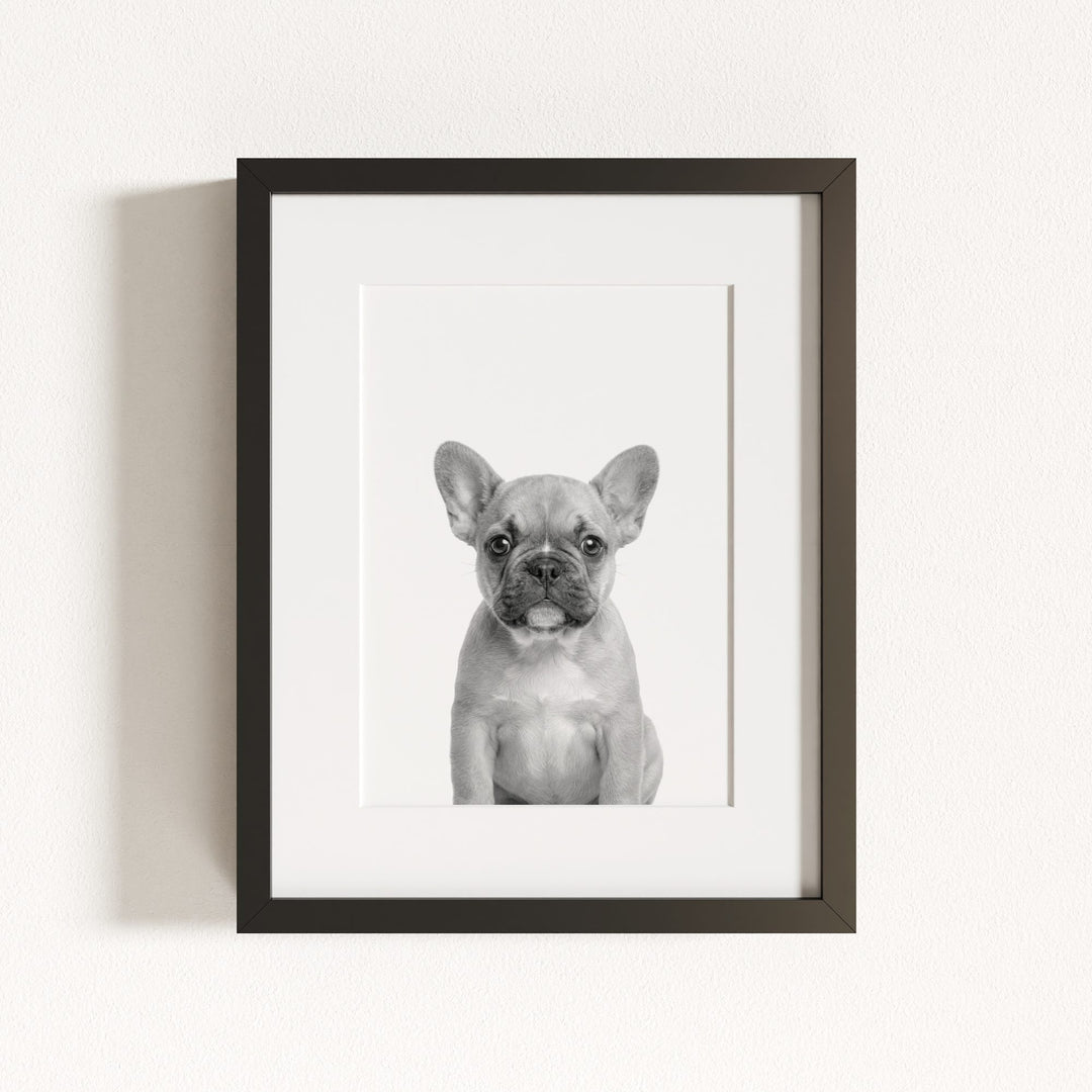 Baby Puppy French Bulldog