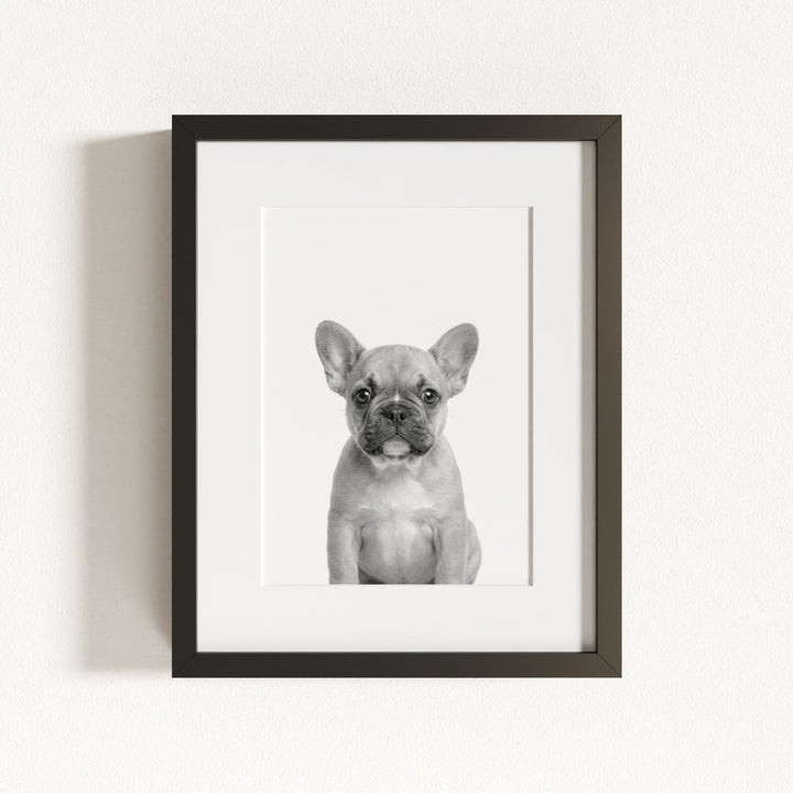 Baby Puppy French Bulldog