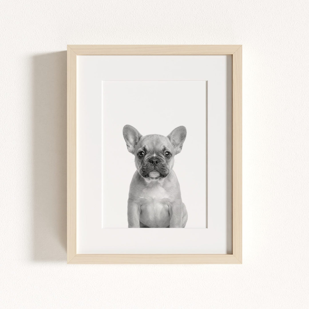 Baby Puppy French Bulldog