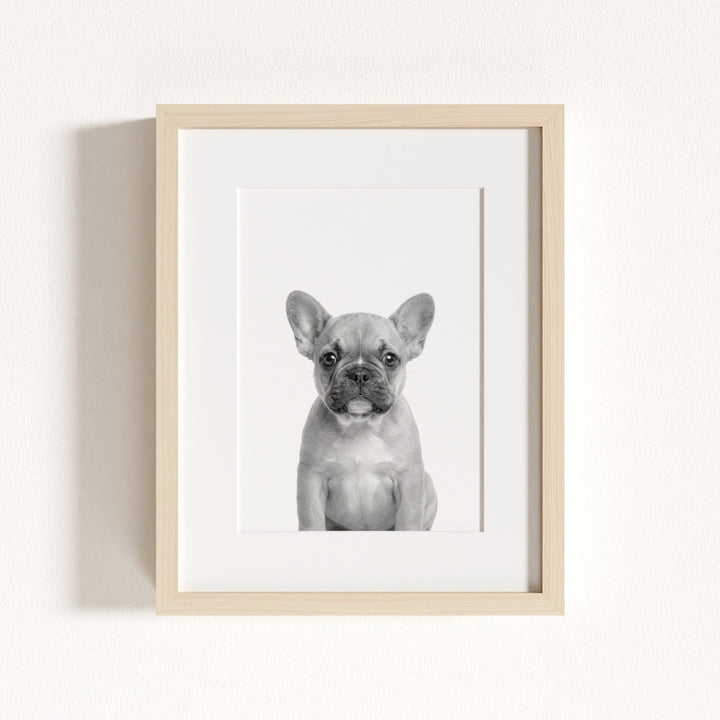 Baby Puppy French Bulldog