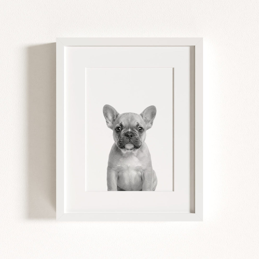 Baby Puppy French Bulldog