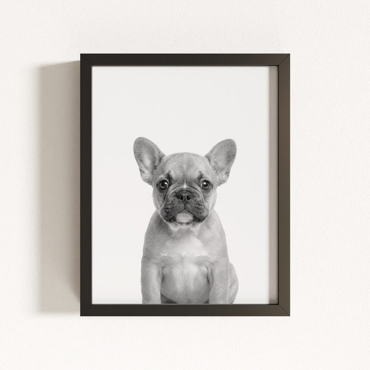 Baby Puppy French Bulldog