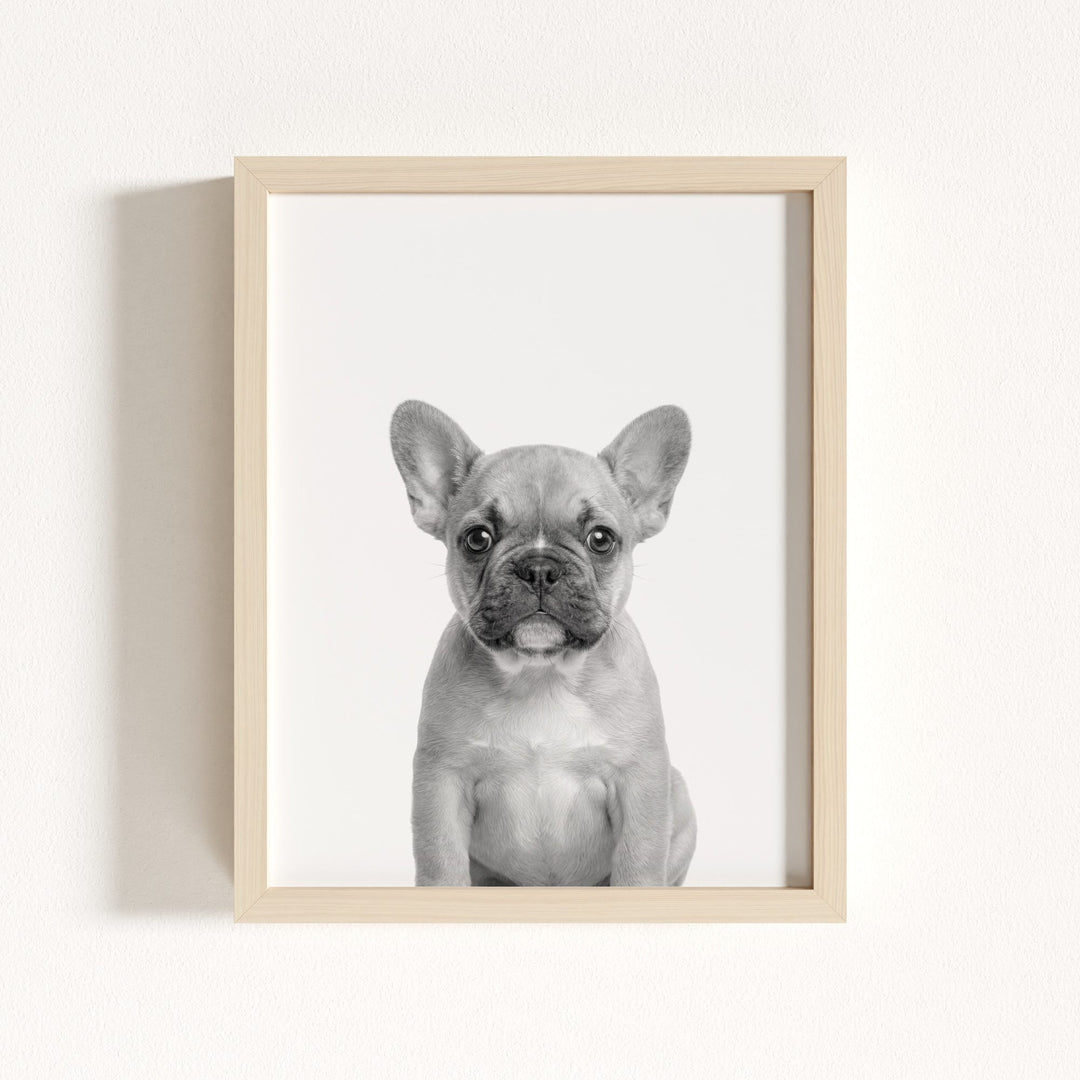 Baby Puppy French Bulldog