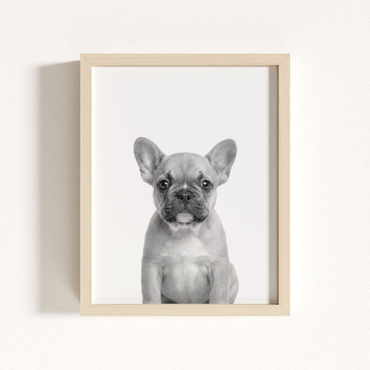 Baby Puppy French Bulldog